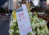 배추 한포기 7백원