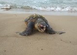 국제보호종 붉은바다거북, 포항해안가에서 죽은채 발견