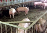 경북축산농가, 돼지유행성설사병(PED) 발생 비상
