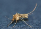 경북서도 올해 첫 일본뇌염 매개 모기 발견
