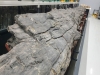 포항 금광리 신생대 나무화석, 천연기념물로 지정