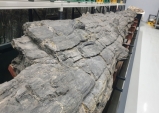 포항 금광리 신생대 나무화석, 천연기념물로 지정