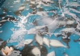 경북동해안 양식장, 고수온에 양식어류 폐사 비상