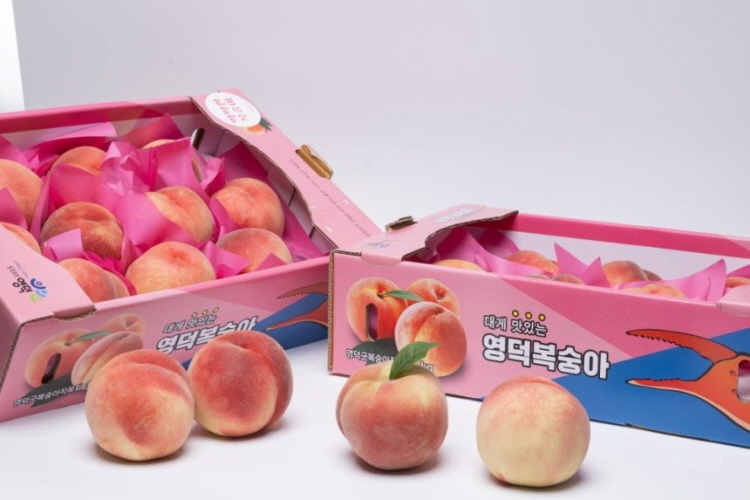 [꾸미기]영덕복숭아 사진.jpg