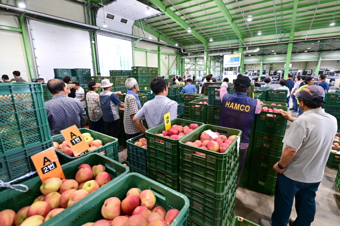 [꾸미기]250826보도자료(청송군농산물공판장 개장, 2025년산 사과 경매 시작) (3).jpg