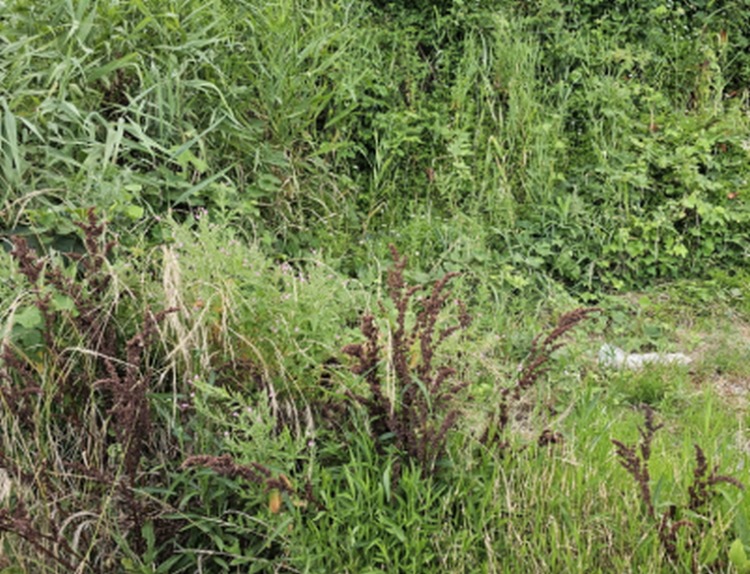 [꾸미기]사진 2. 멸종위기II급 큰바늘꽃 현존 자생지 전경(울릉도).jpg