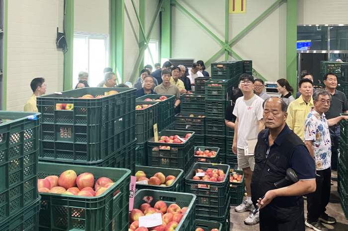 [꾸미기]260819보도자료(청송군농산물공판장 개장, 2026년산 사과 경매 시작) (2).jpg